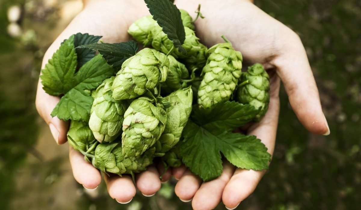 Lúpulo