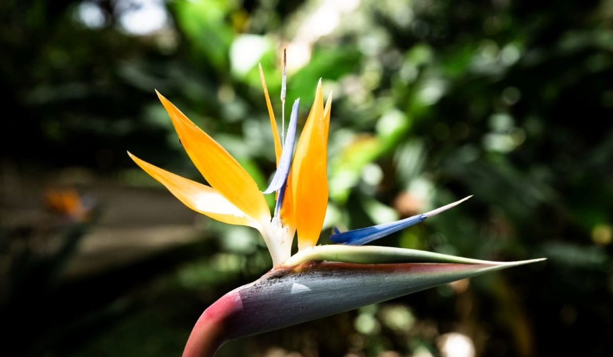 Strelitzia Augusta