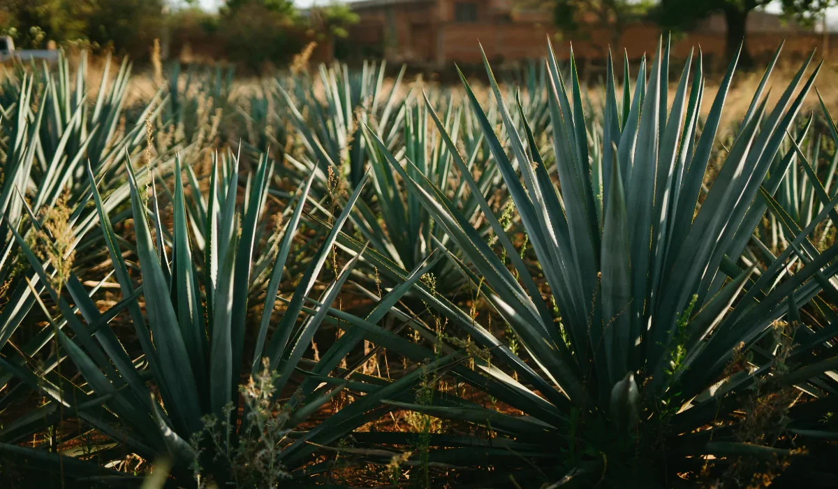 Agave Dragão