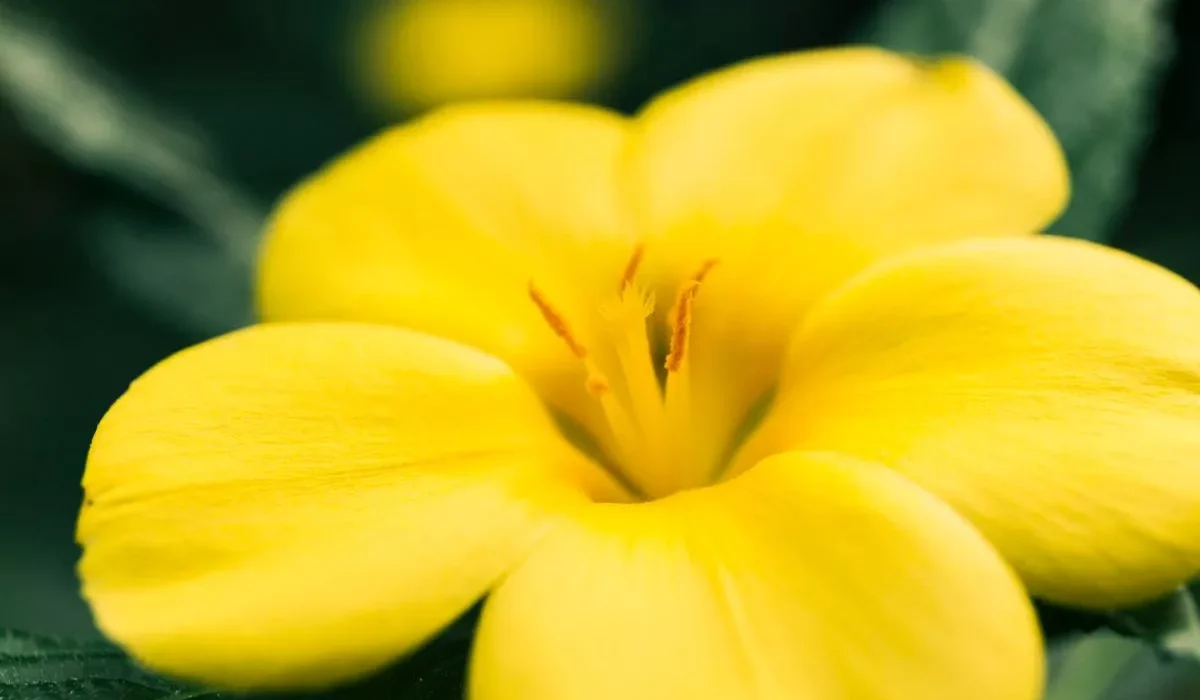 alamanda