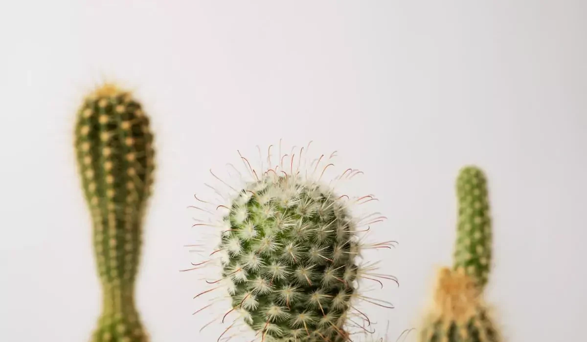 cacto cauda de gato