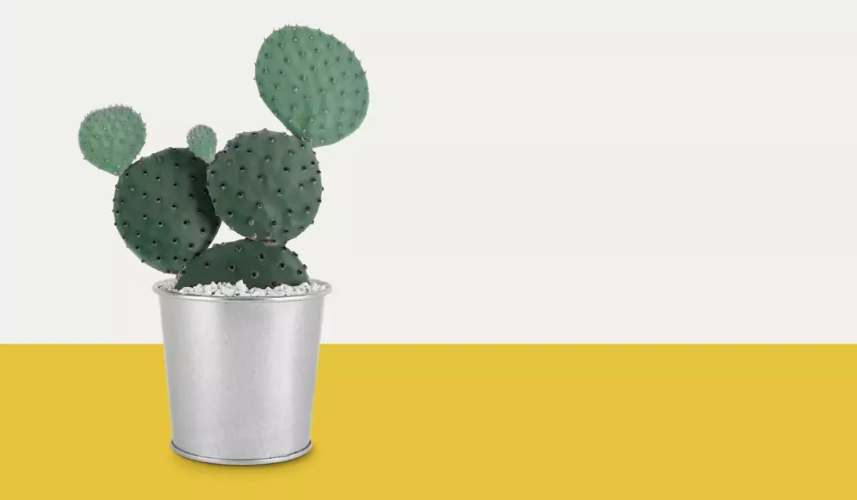 cacto orelha de Mickey 