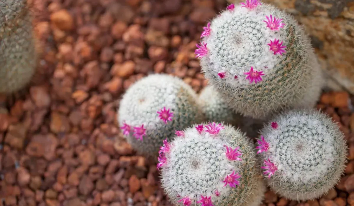 Cactos Mammillaria