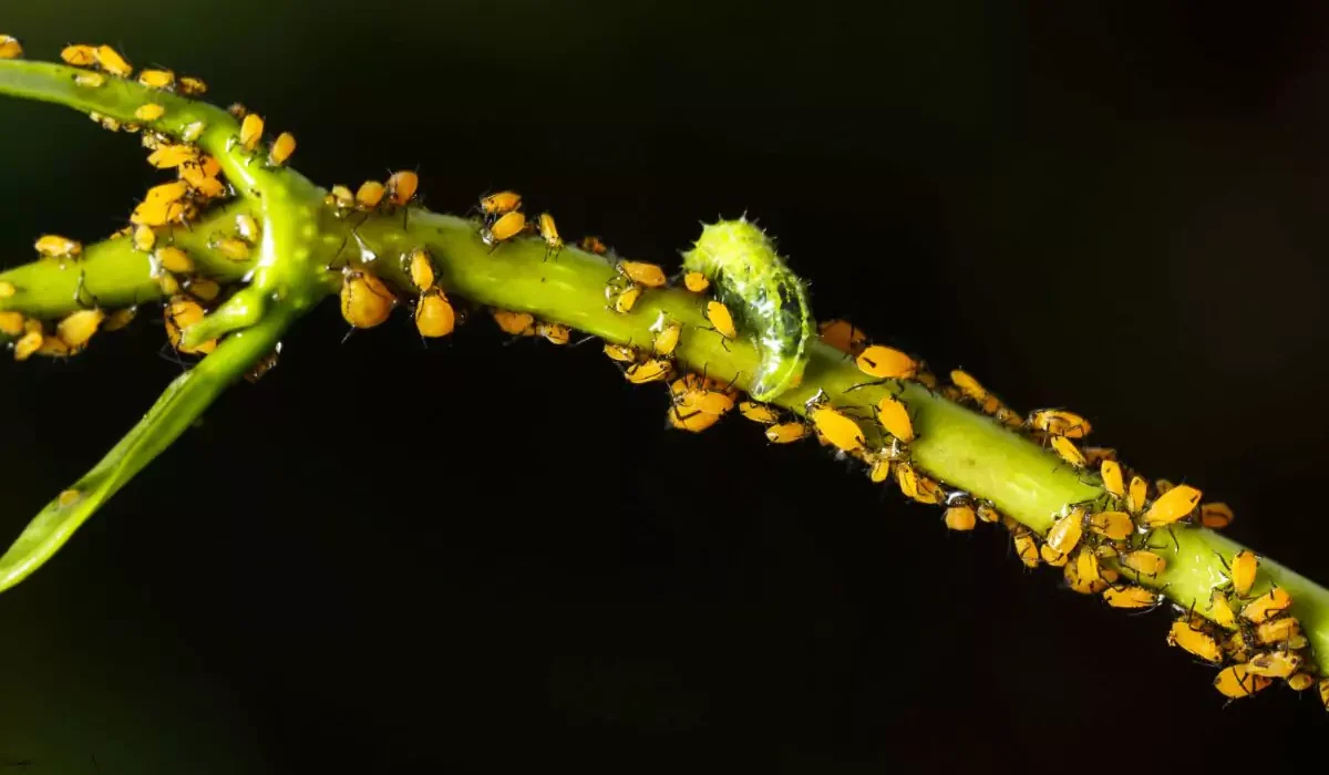 como eliminar pulgões das plantas
