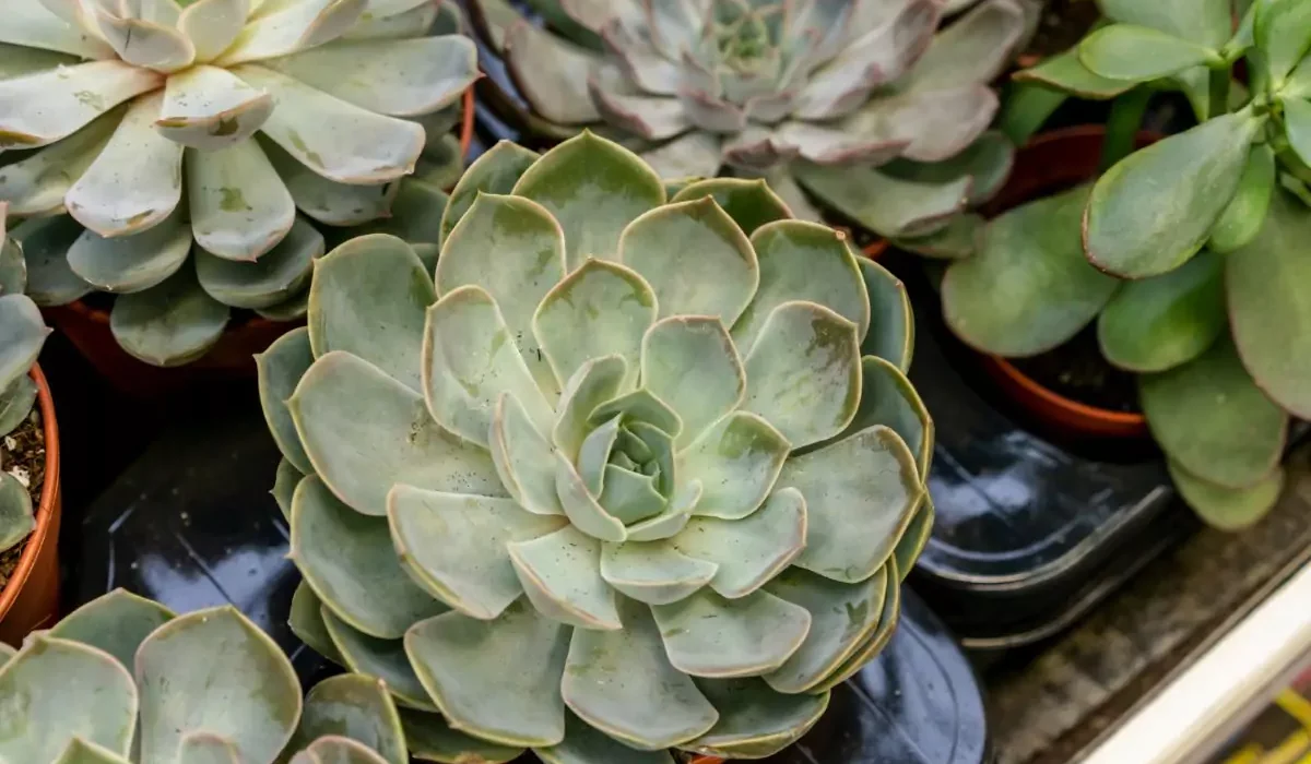 Como cuidar de Kalanchoe