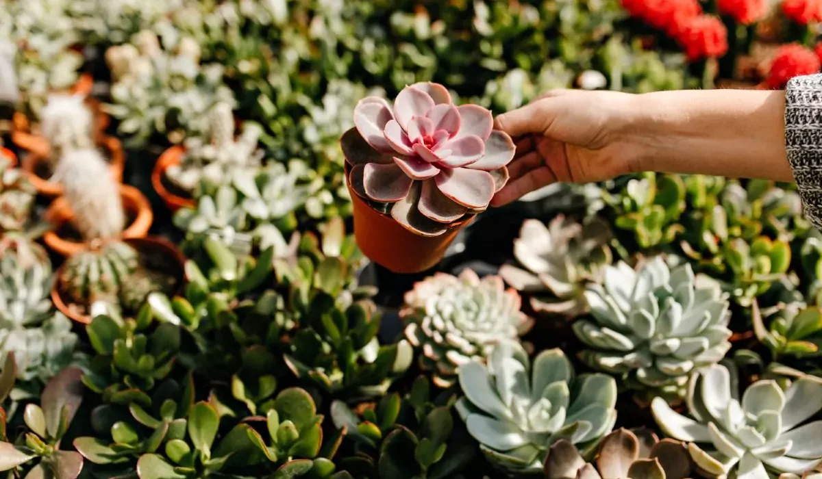 como cuidar de suculentas, uma pessoa segurando uma suculenta