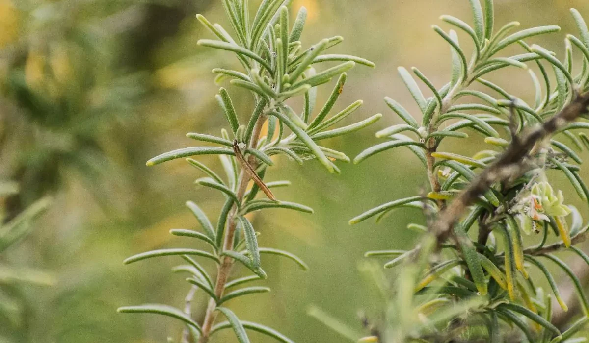 como cultivar o alecrim