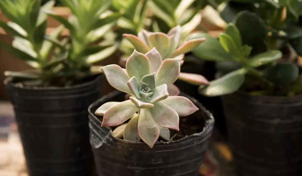 Como Fazer Mudas de Suculentas