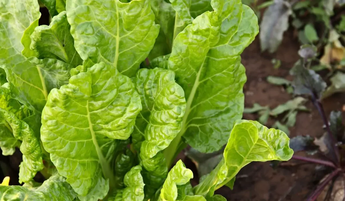 acelga sendo cultivada