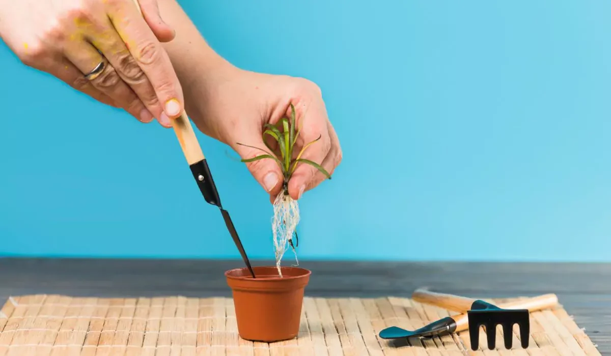 como plantar alho orgânico