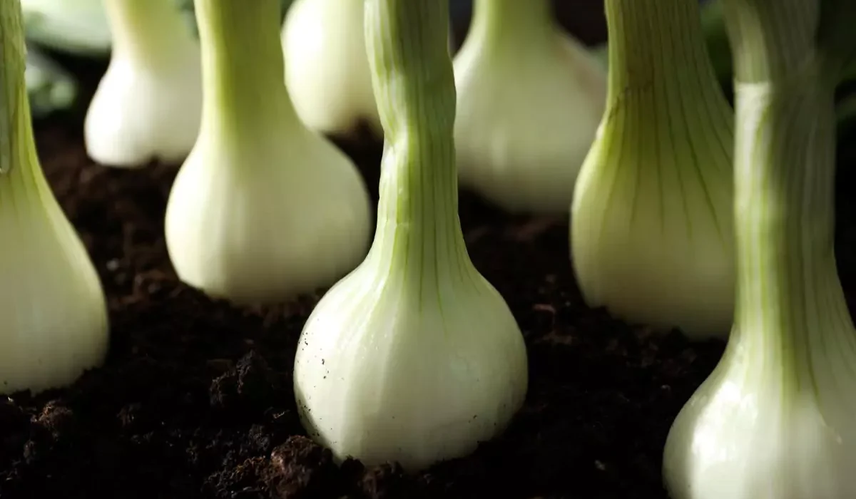 como plantar cebolinha