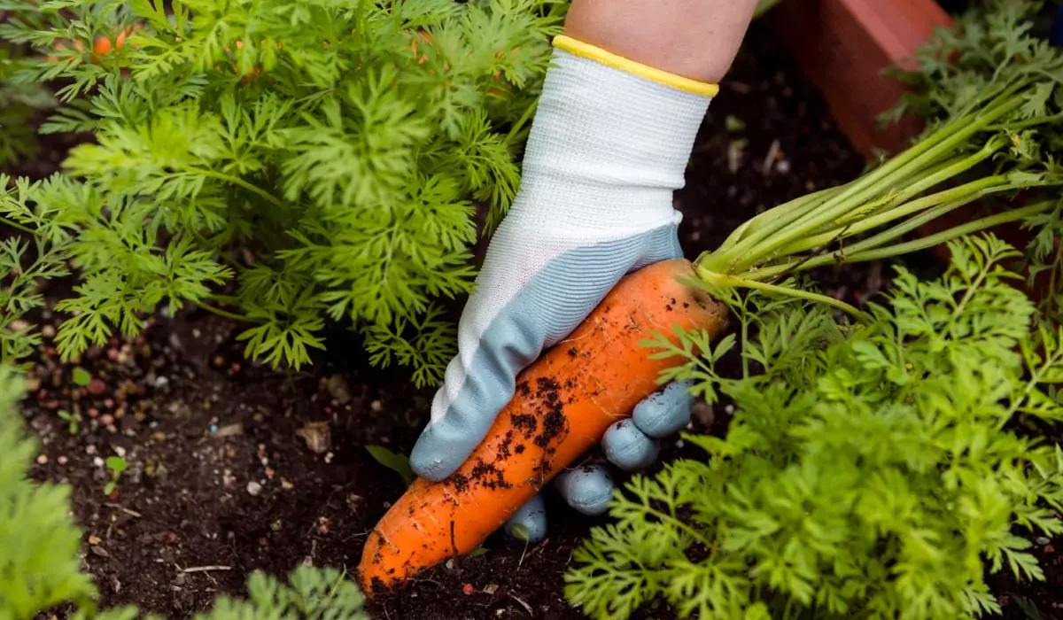 Como Plantar Cenoura
