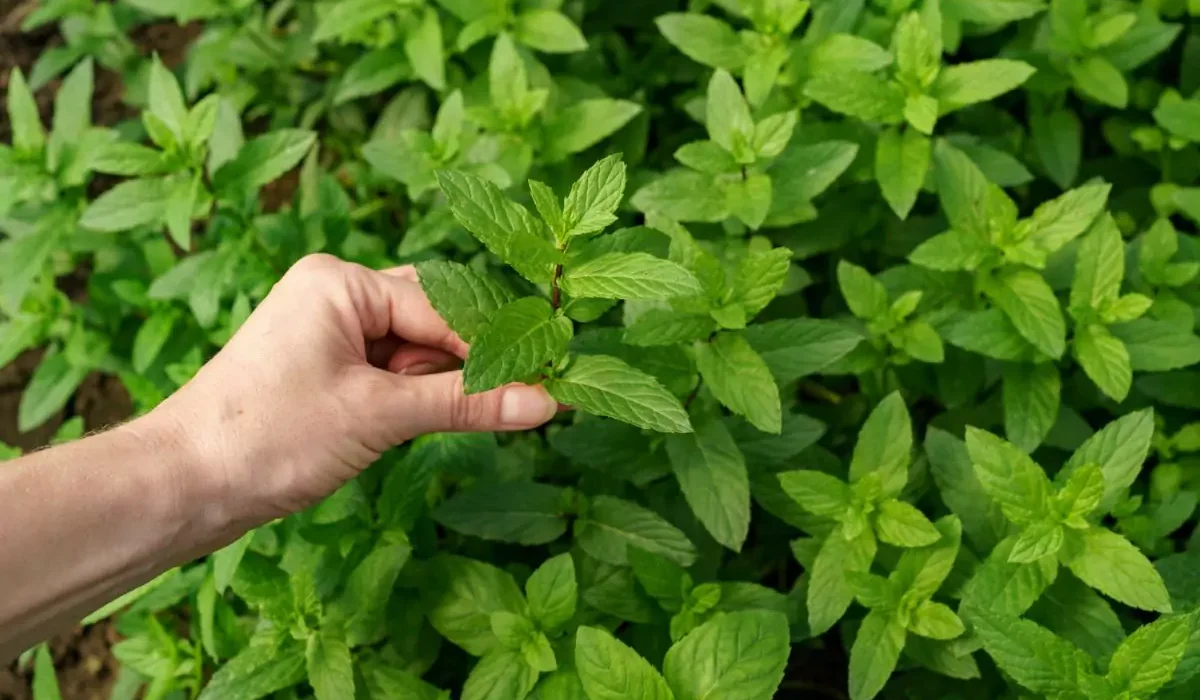 como plantar hortelã