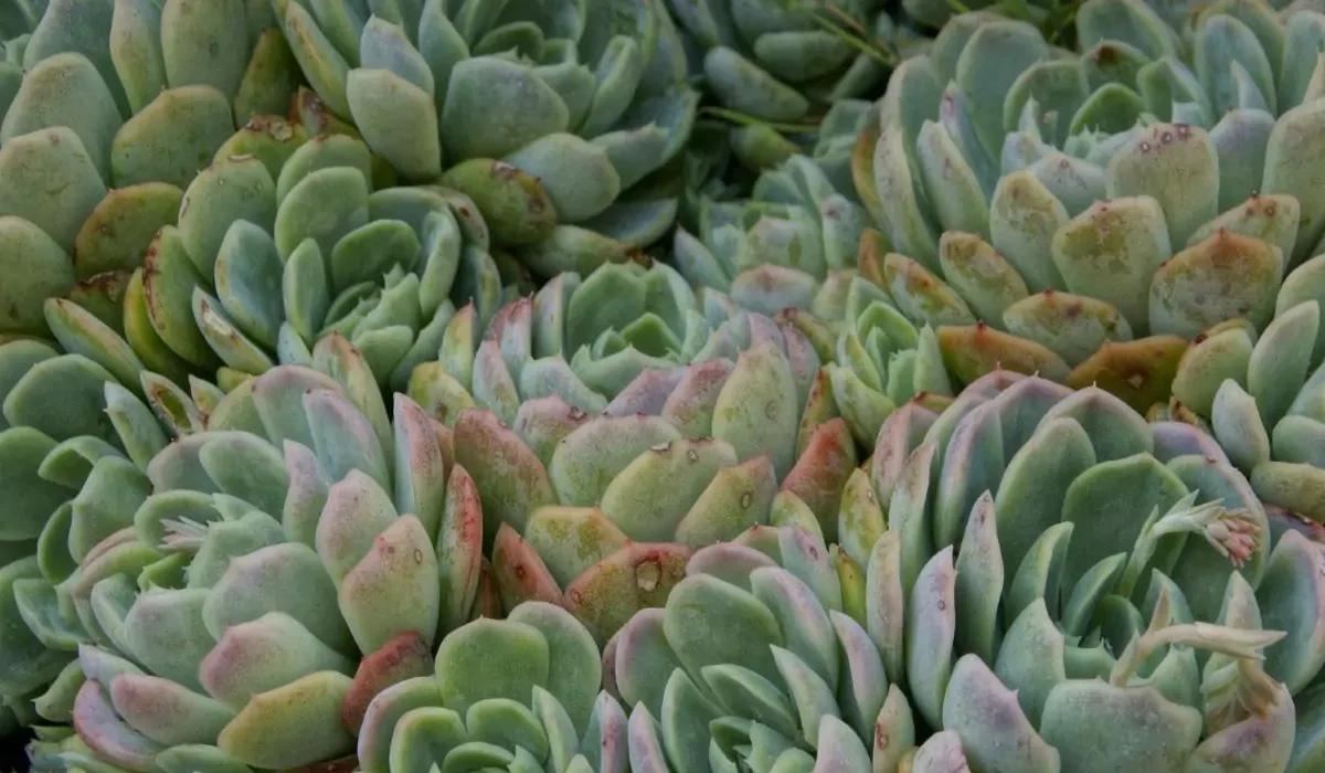 como plantar suculentas