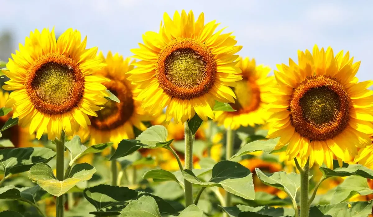 Decoração com Girassois