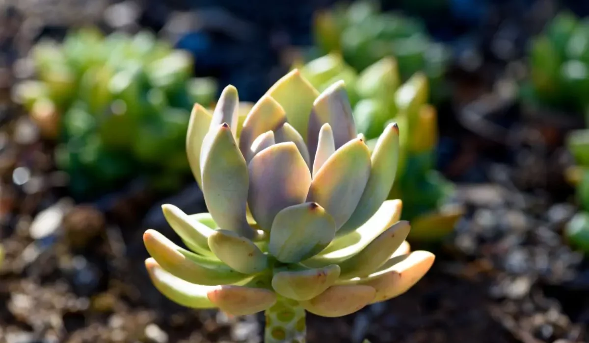 Echeveria elegans
