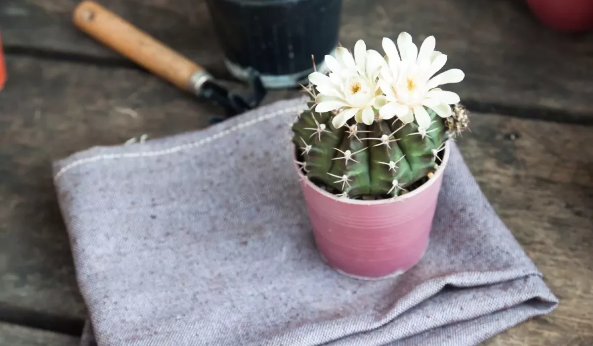 Echinopsis Tubiflora