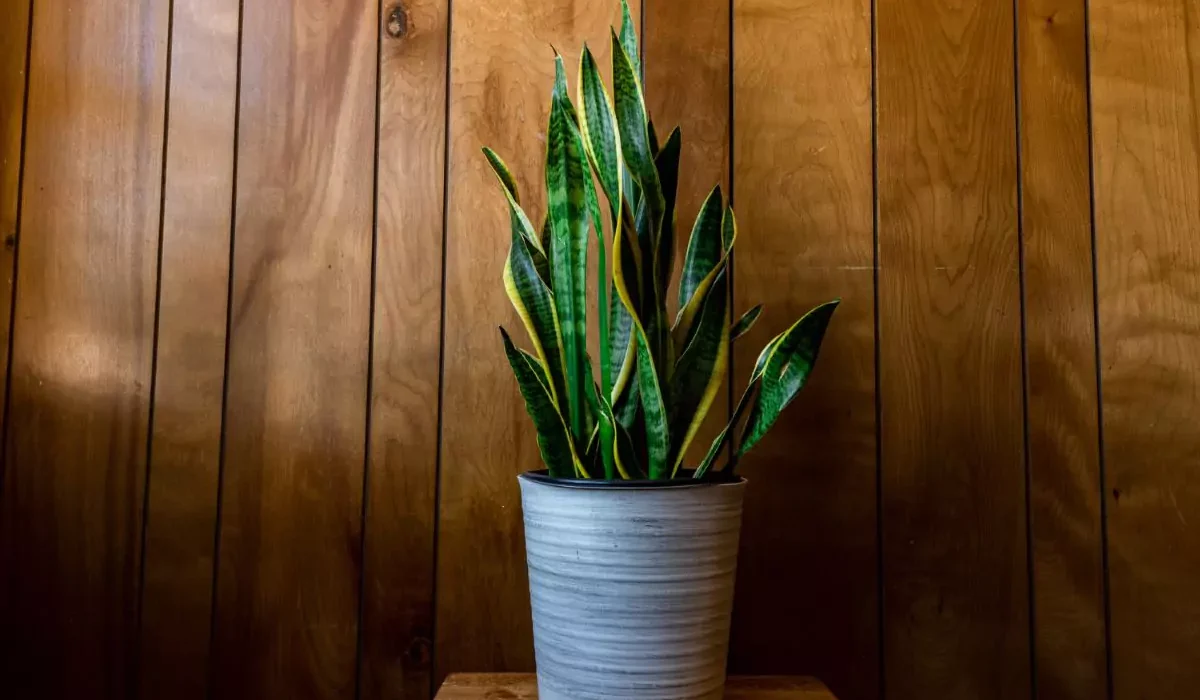 tipos de Espada de São Jorge