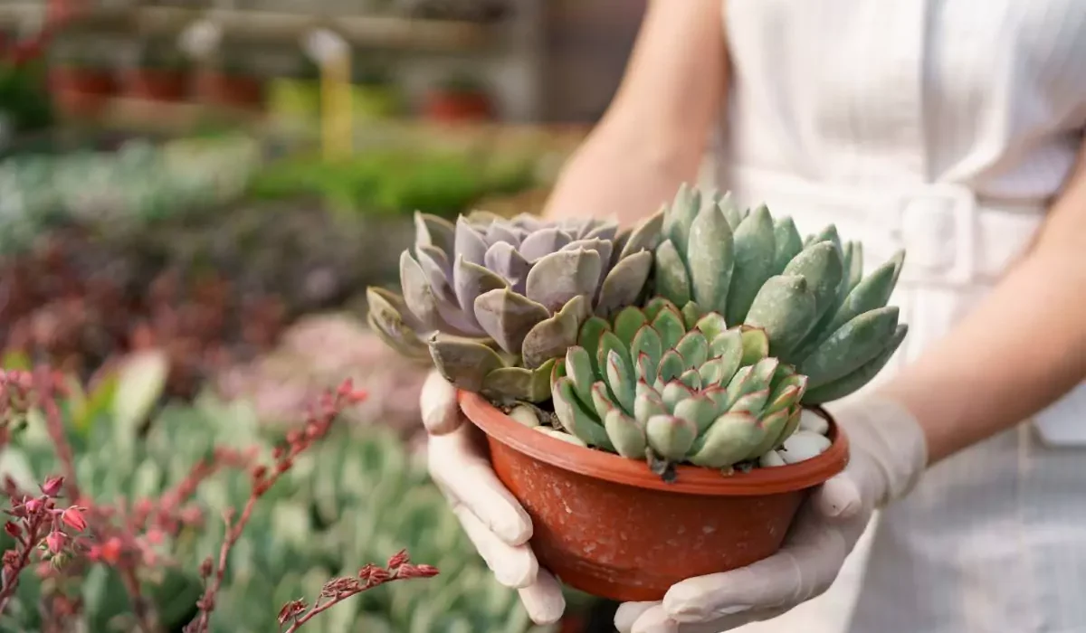espécies de suculentas raras