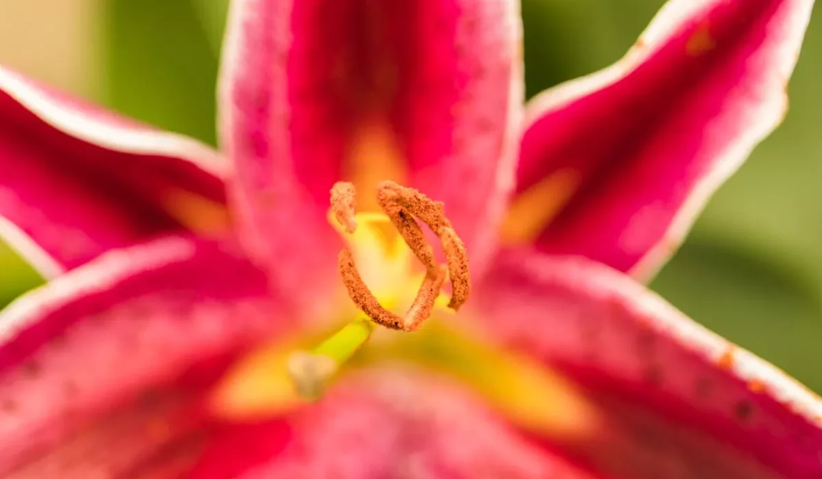 Sete tipos de flor de cera com nomes populares e traços visuais.