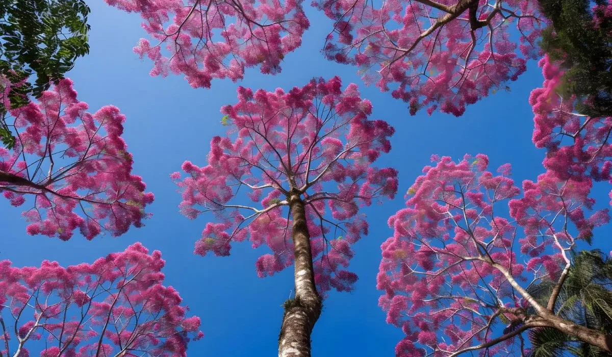 ipê roxo