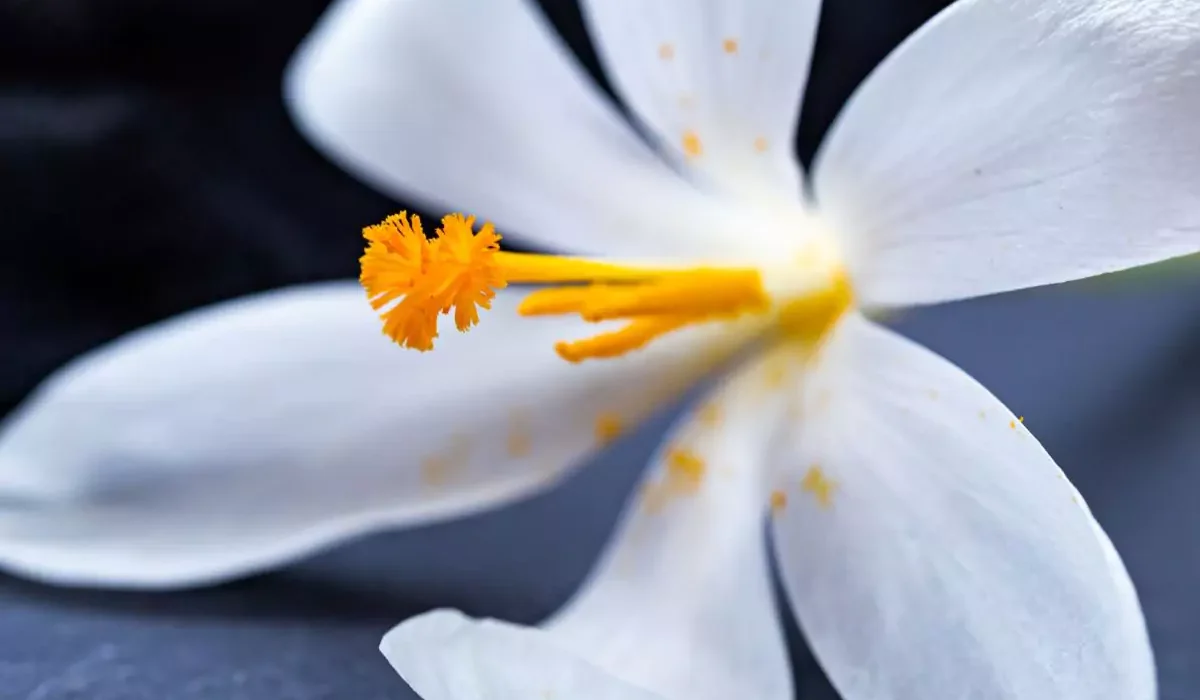 Jasmim Manga vista ao ar livre