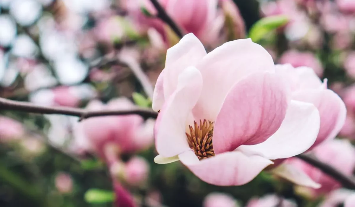 magnólia