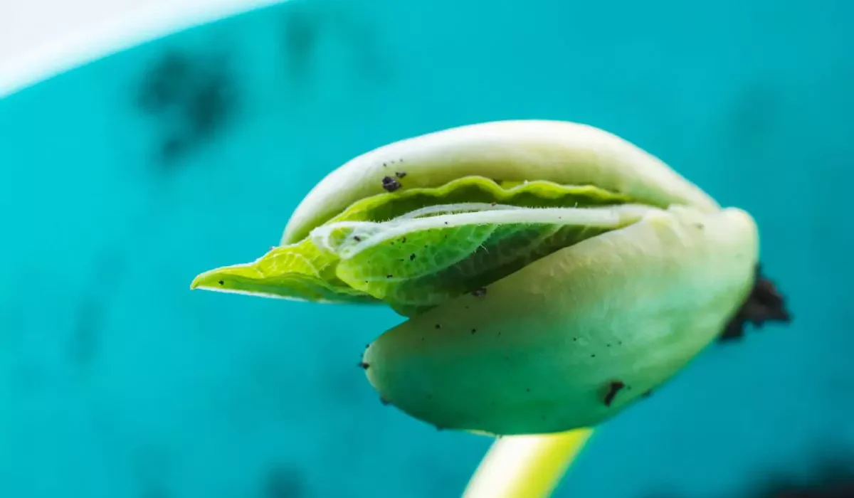 O que é Fotossíntese