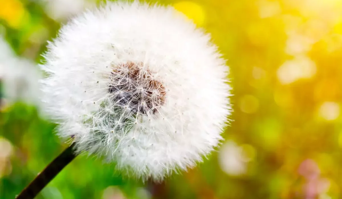 Planta Dente de Leão