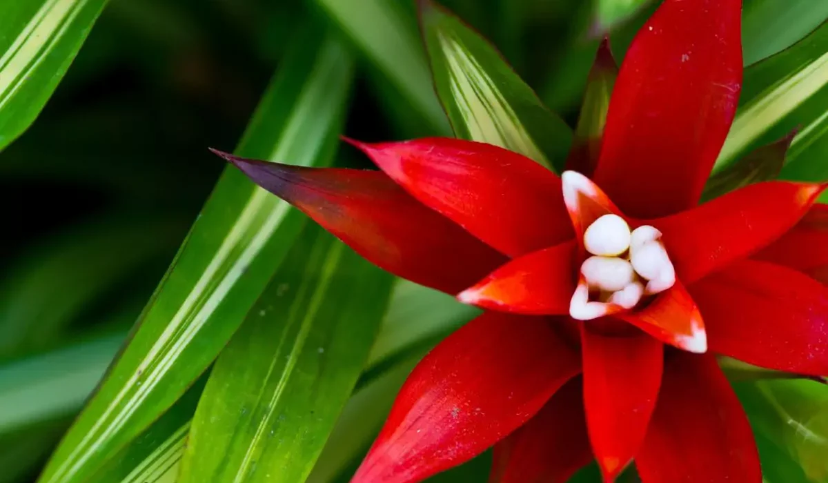 plantas nativas de cor vermelha