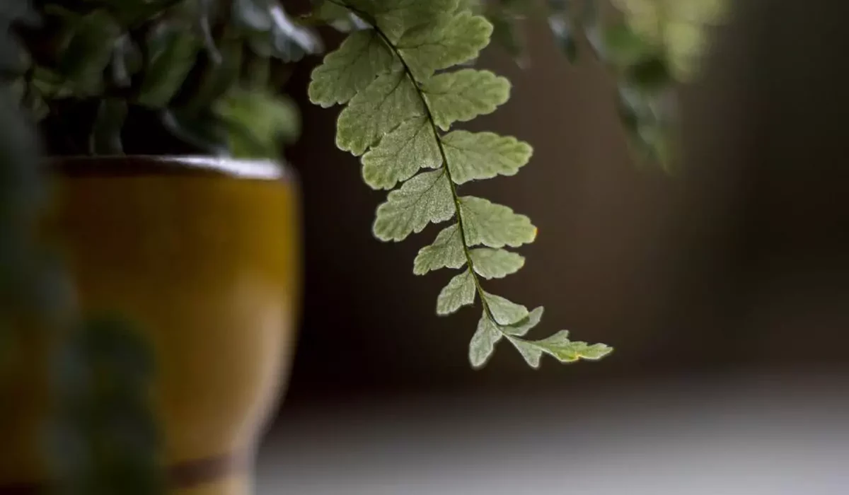 plantas que gostam de sombra