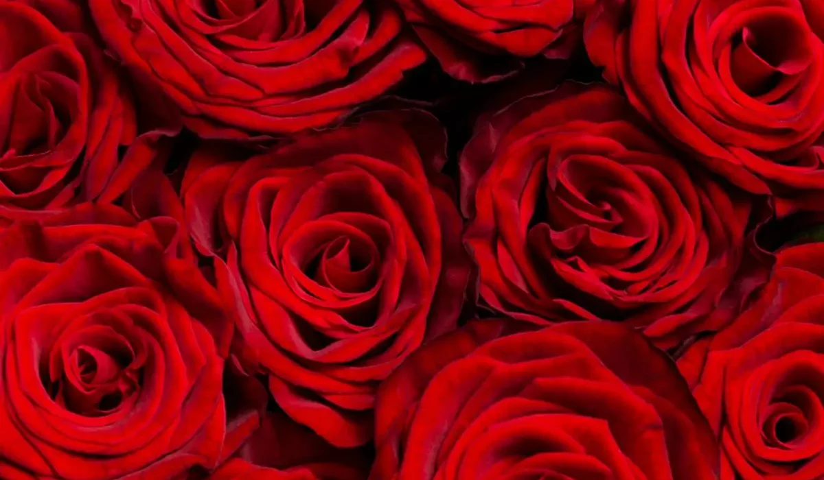 como cultivar rosas para iniciantes