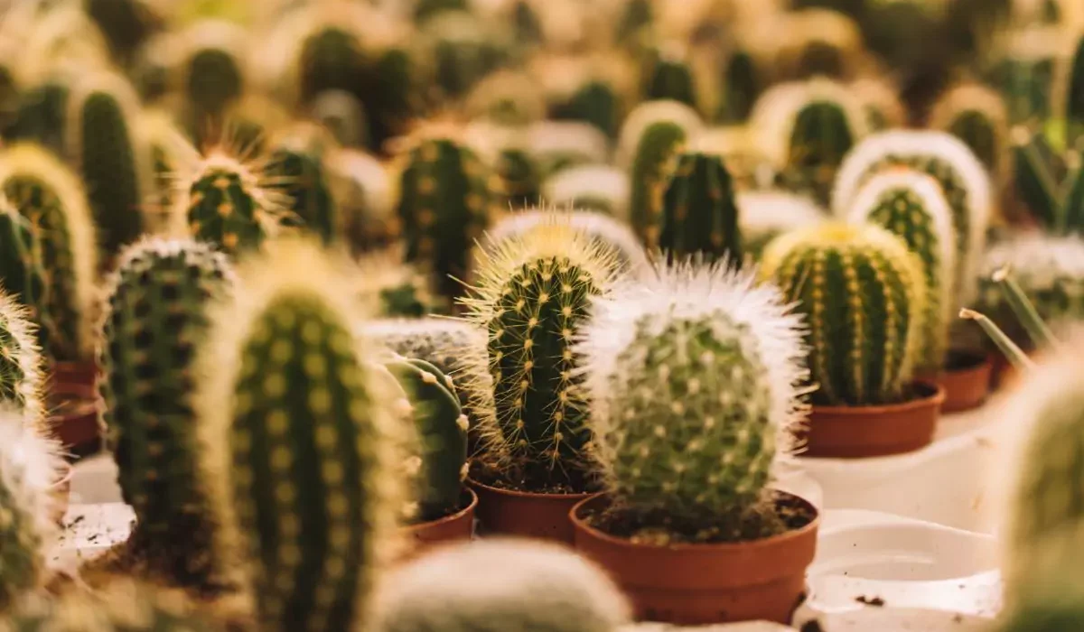 Tipos de Cactos