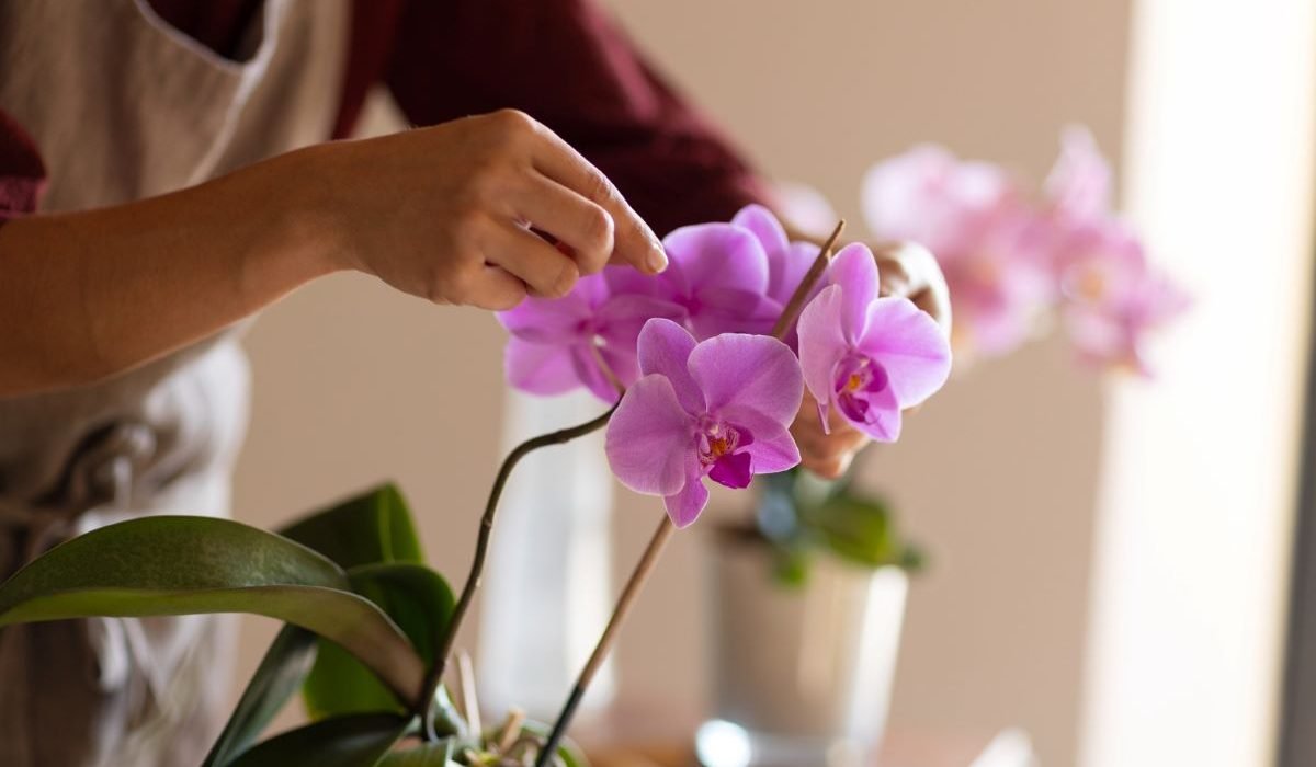 Tipos de Orquídeas