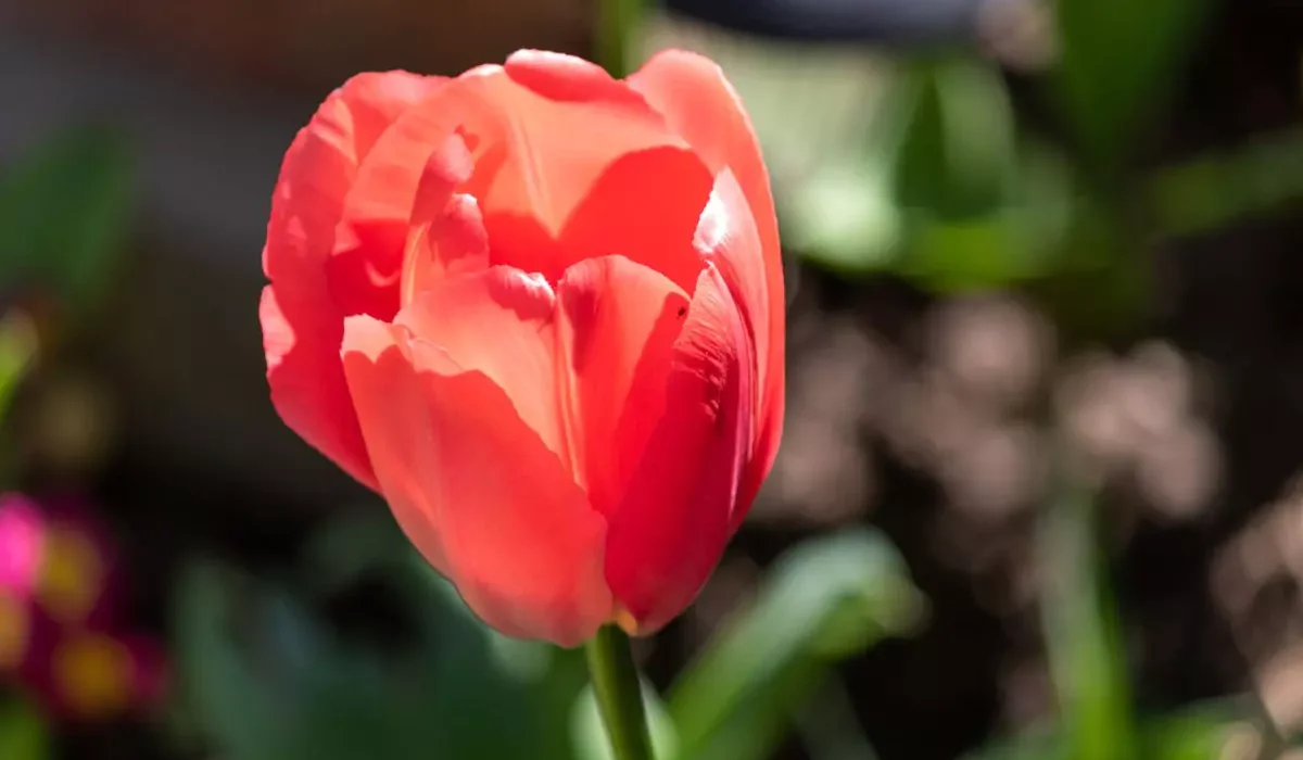 tulipa vermelha vista de perto ao ar livre