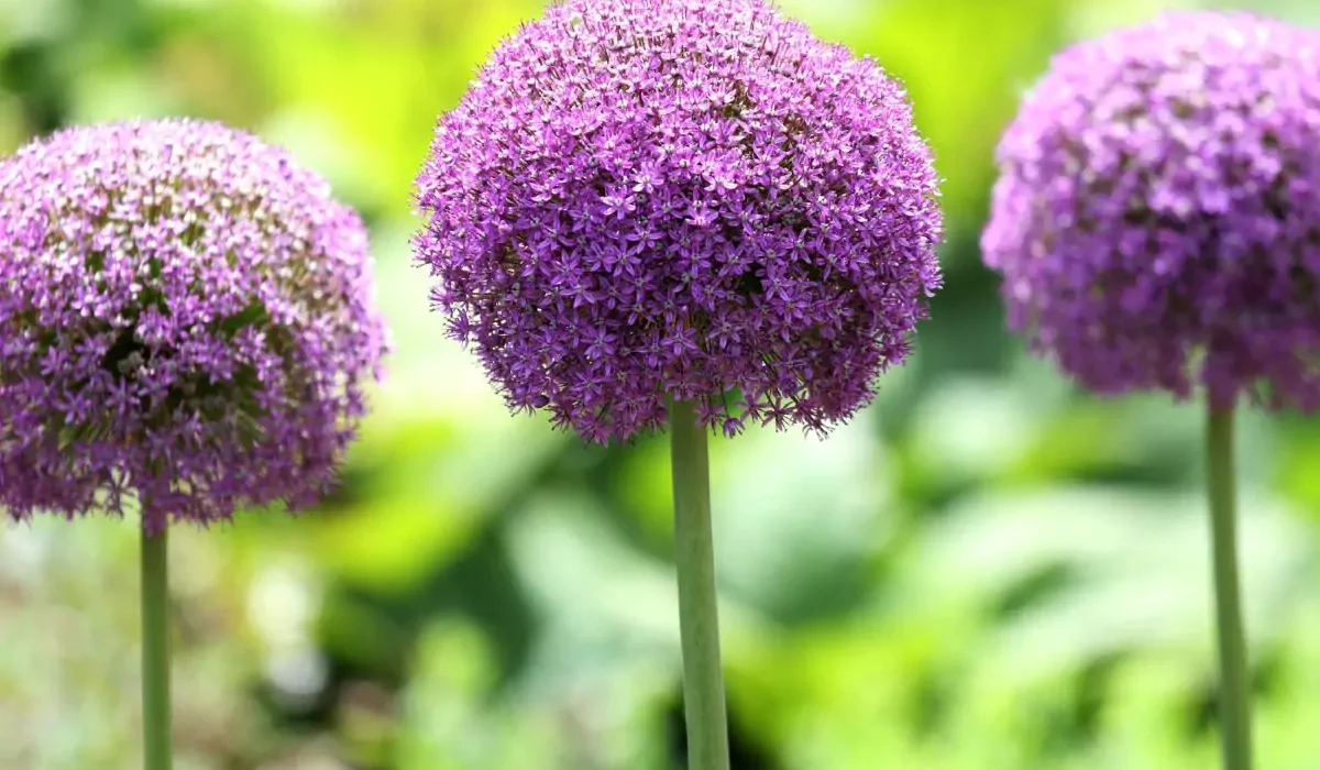 Verbena