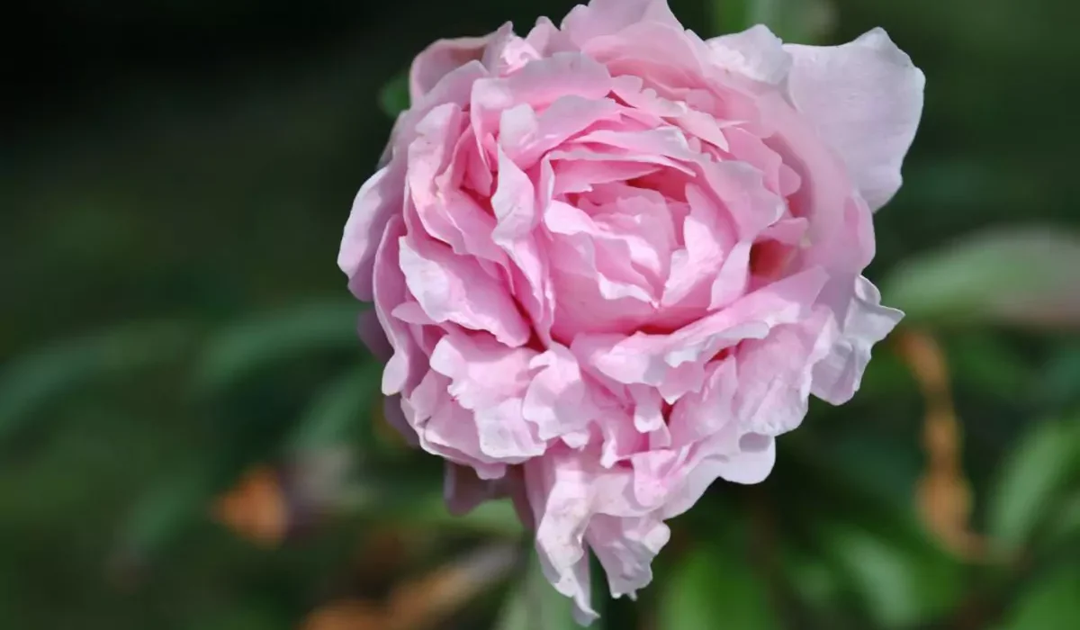 uma flor peônias vista de perto
